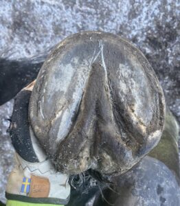 Hellin hovbold hovproblem dalarna hedemora hovverkning barfota vertins hovvård