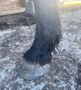 Hellin hovbold hovproblem dalarna hedemora hovverkning barfota vertins hovvård