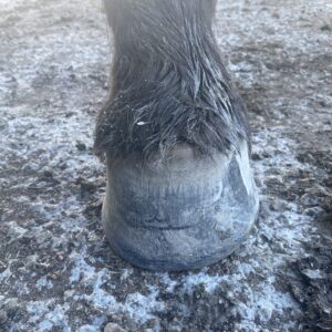 Hellin hovbold hovproblem dalarna hedemora hovverkning barfota vertins hovvård