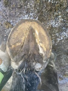 Hellin hovbold hovproblem dalarna hedemora hovverkning barfota vertins hovvård