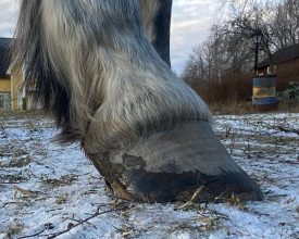 Alexis hov sprick hovproblem första trim 28-12