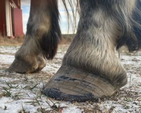 alexis efter trim hovvård hovproblem akut hov häst hedemora långshyttan dalarna