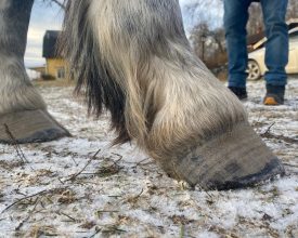 alexis efter trim hovvård hovproblem akut hov häst hedemora långshyttan dalarna