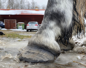 Hov sprickor barefoot hedemora hovvård häst dalarna