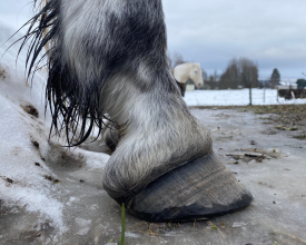 Hov sprickor barefoot hedemora hovvård häst dalarna