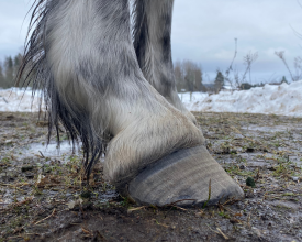 Hov sprickor barefoot hedemora hovvård häst dalarna