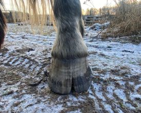 Alexis hov sprick hovproblem första trim 28-12