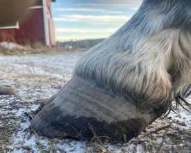 Alexis hov sprick hovproblem första trim 28-12