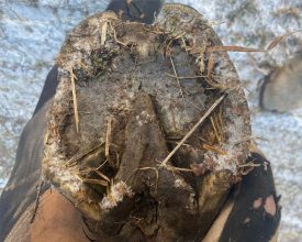 Alexis hov sprick hovproblem första trim 28-12