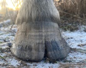 Alexis hov sprick hovproblem första trim 28-12