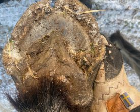 Alexis hov sprick hovproblem första trim 28-12