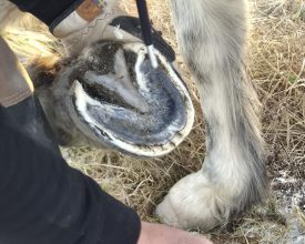 alexis efter trim hovvård hovproblem akut hov häst hedemora långshyttan dalarna