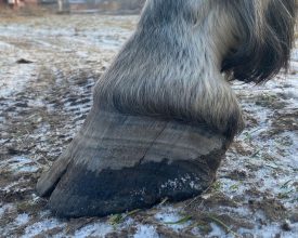 Alexis hov sprick hovproblem första trim 28-12