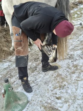 Wesley Welboren hovvård hovverkning hov häst långshyttan hedemora barefoot